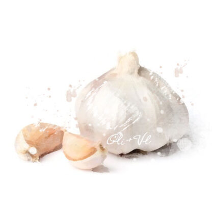 Garlic